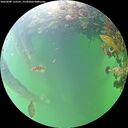 ./images/calvert/underwater/20260609/underwater20260609_112501M.jpg