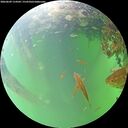 ./images/calvert/underwater/20260609/underwater20260609_114502M.jpg