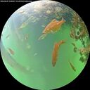 ./images/calvert/underwater/20260609/underwater20260609_120001M.jpg