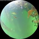 ./images/calvert/underwater/20260609/underwater20260609_121502M.jpg