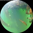 ./images/calvert/underwater/20260609/underwater20260609_135002M.jpg