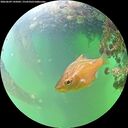 ./images/calvert/underwater/20260609/underwater20260609_145001M.jpg