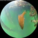 ./images/calvert/underwater/20260609/underwater20260609_154001M.jpg
