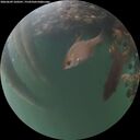 ./images/calvert/underwater/20260609/underwater20260609_220501M.jpg