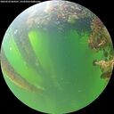 ./images/calvert/underwater/20260610/underwater20260610_064501M.jpg