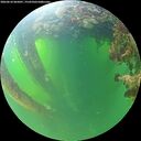 ./images/calvert/underwater/20260610/underwater20260610_065001M.jpg