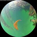 ./images/calvert/underwater/20260610/underwater20260610_085001M.jpg