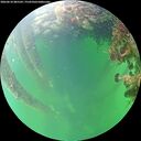 ./images/calvert/underwater/20260610/underwater20260610_085501M.jpg