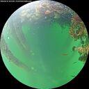 ./images/calvert/underwater/20260610/underwater20260610_101501M.jpg