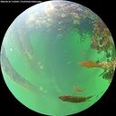 ./images/calvert/underwater/20260610/underwater20260610_112001M.jpg