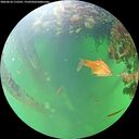./images/calvert/underwater/20260610/underwater20260610_115501M.jpg