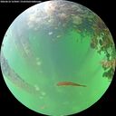 ./images/calvert/underwater/20260610/underwater20260610_123002M.jpg