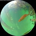 ./images/calvert/underwater/20260610/underwater20260610_124501M.jpg