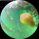 ./images/calvert/underwater/20260610/underwater20260610_141502M.jpg
