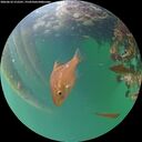./images/calvert/underwater/20260610/underwater20260610_212501M.jpg