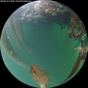 ./images/calvert/underwater/20260610/underwater20260610_214002M.jpg