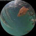./images/calvert/underwater/20260610/underwater20260610_220001M.jpg
