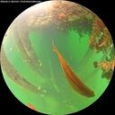./images/calvert/underwater/20260611/underwater20260611_081501M.jpg