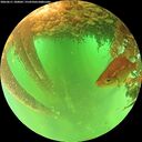 ./images/calvert/underwater/20260611/underwater20260611_100002M.jpg