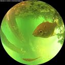 ./images/calvert/underwater/20260611/underwater20260611_134501M.jpg