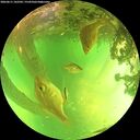 ./images/calvert/underwater/20260611/underwater20260611_142502M.jpg