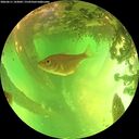 ./images/calvert/underwater/20260611/underwater20260611_143002M.jpg