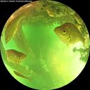 ./images/calvert/underwater/20260611/underwater20260611_145002M.jpg