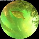 ./images/calvert/underwater/20260611/underwater20260611_150001M.jpg