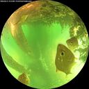 ./images/calvert/underwater/20260611/underwater20260611_151501M.jpg
