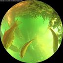 ./images/calvert/underwater/20260611/underwater20260611_152001M.jpg