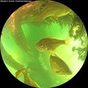 ./images/calvert/underwater/20260611/underwater20260611_152501M.jpg