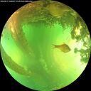 ./images/calvert/underwater/20260611/underwater20260611_160002M.jpg