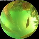 ./images/calvert/underwater/20260611/underwater20260611_160501M.jpg
