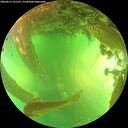 ./images/calvert/underwater/20260611/underwater20260611_161501M.jpg