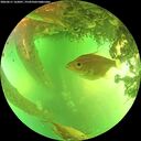 ./images/calvert/underwater/20260611/underwater20260611_162001M.jpg