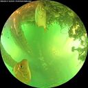 ./images/calvert/underwater/20260611/underwater20260611_162501M.jpg