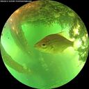 ./images/calvert/underwater/20260611/underwater20260611_163501M.jpg