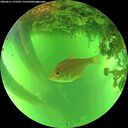 ./images/calvert/underwater/20260611/underwater20260611_173501M.jpg