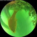 ./images/calvert/underwater/20260611/underwater20260611_175501M.jpg