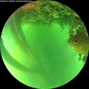 ./images/calvert/underwater/20260611/underwater20260611_180001M.jpg