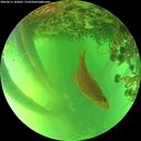 ./images/calvert/underwater/20260611/underwater20260611_182001M.jpg
