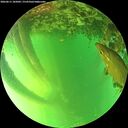 ./images/calvert/underwater/20260611/underwater20260611_185002M.jpg