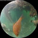 ./images/calvert/underwater/20260612/underwater20260612_052002M.jpg