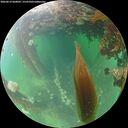 ./images/calvert/underwater/20260612/underwater20260612_060002M.jpg