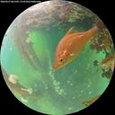./images/calvert/underwater/20260612/underwater20260612_061501M.jpg
