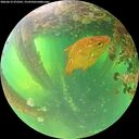 ./images/calvert/underwater/20260612/underwater20260612_072501M.jpg