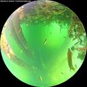 ./images/calvert/underwater/20260612/underwater20260612_120501M.jpg