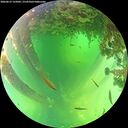./images/calvert/underwater/20260612/underwater20260612_125001M.jpg