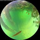 ./images/calvert/underwater/20260612/underwater20260612_132501M.jpg