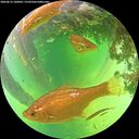 ./images/calvert/underwater/20260612/underwater20260612_140002M.jpg